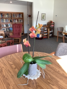 Beautiful orchid with two tall stalks, the newest stalk on the right.