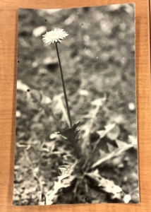 Black and White Dandelion