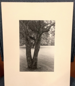 Split Tree