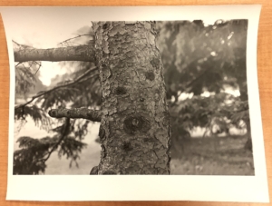 Tree and bark full of Holes