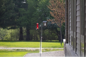 Are the hummingbirds back yet?