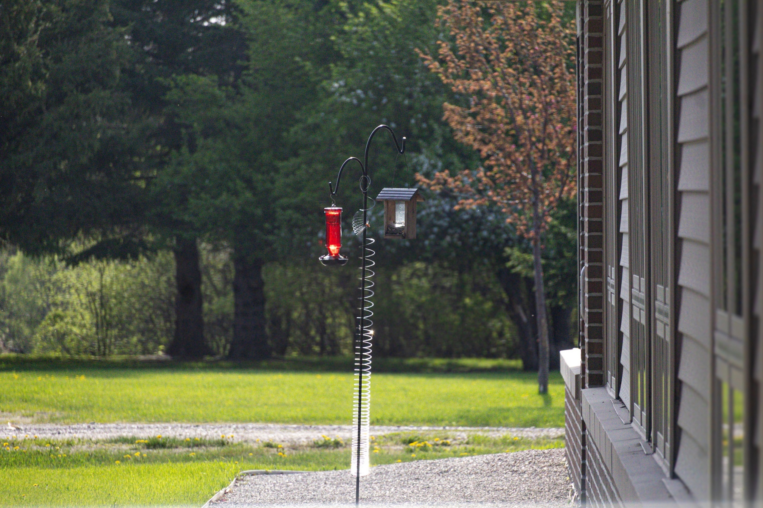 Are the hummingbirds back yet?