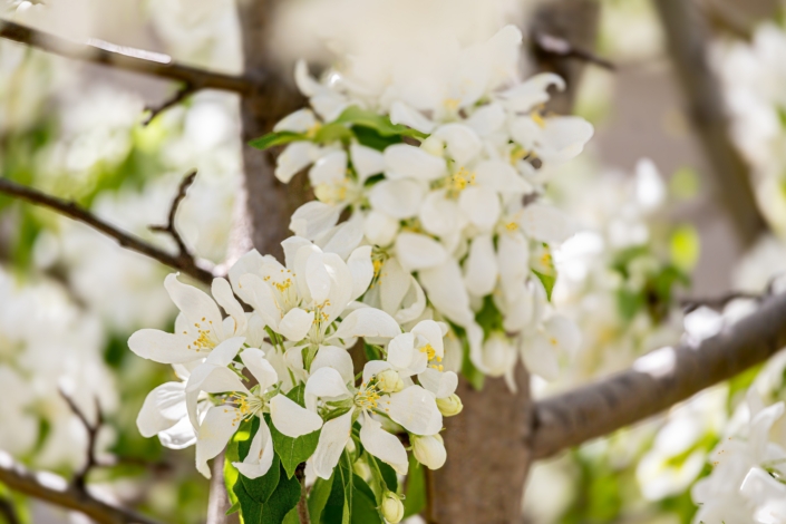 Trees are in full bloom!