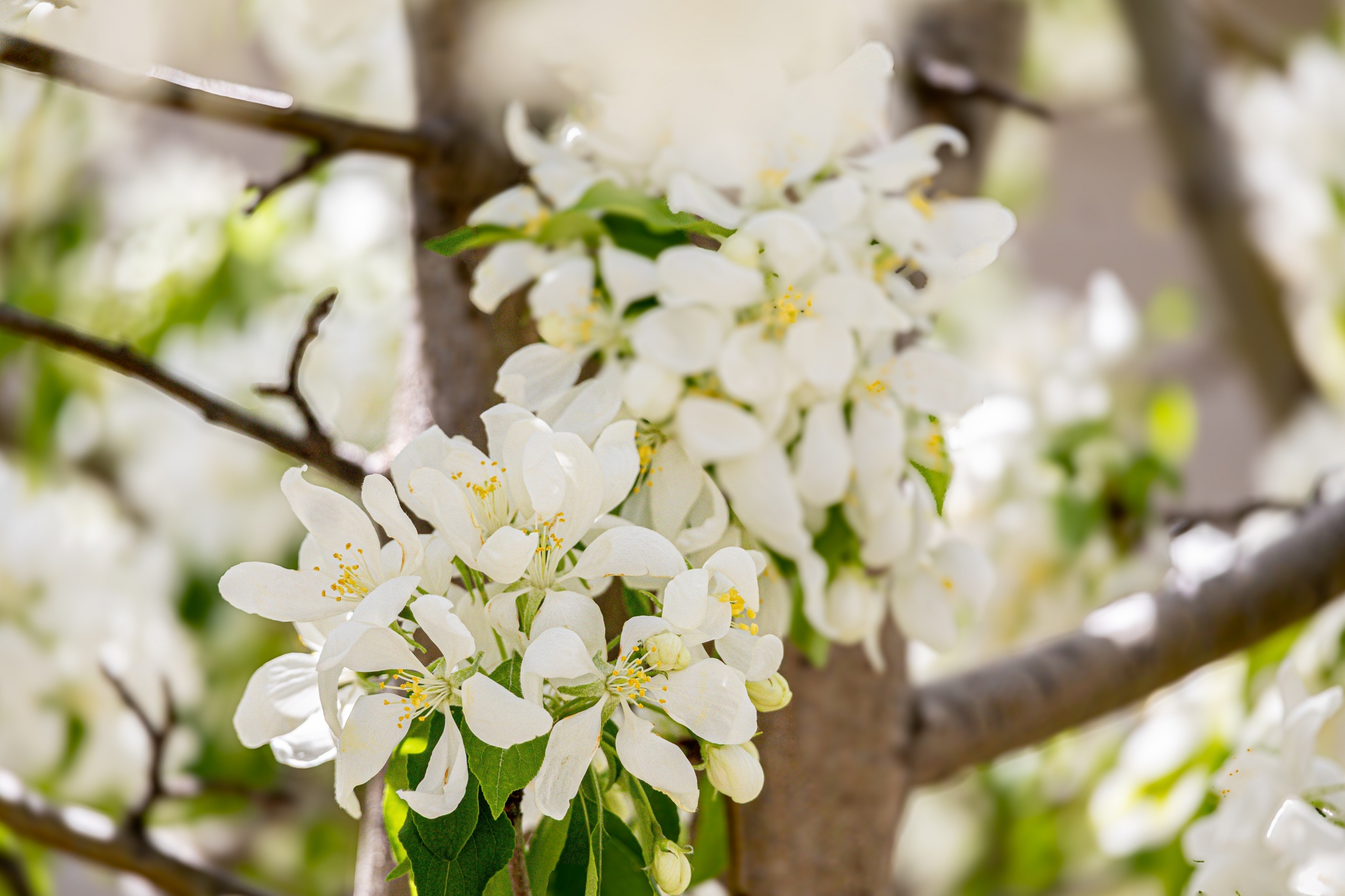 Trees are in full bloom!