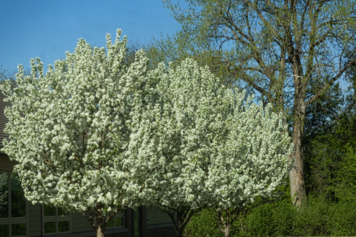 The flowering white crab trees are outdoing themselves!
