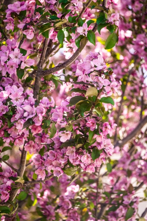 Such beautiful flowering trees!