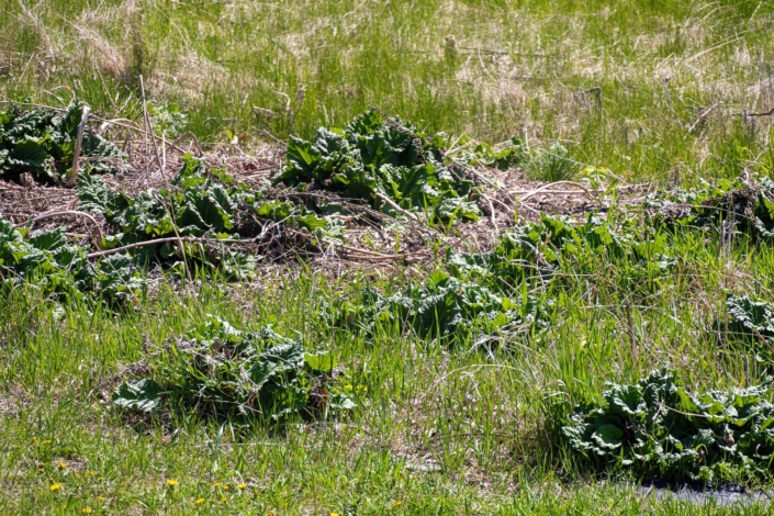 The rhubarb is trying to come up!