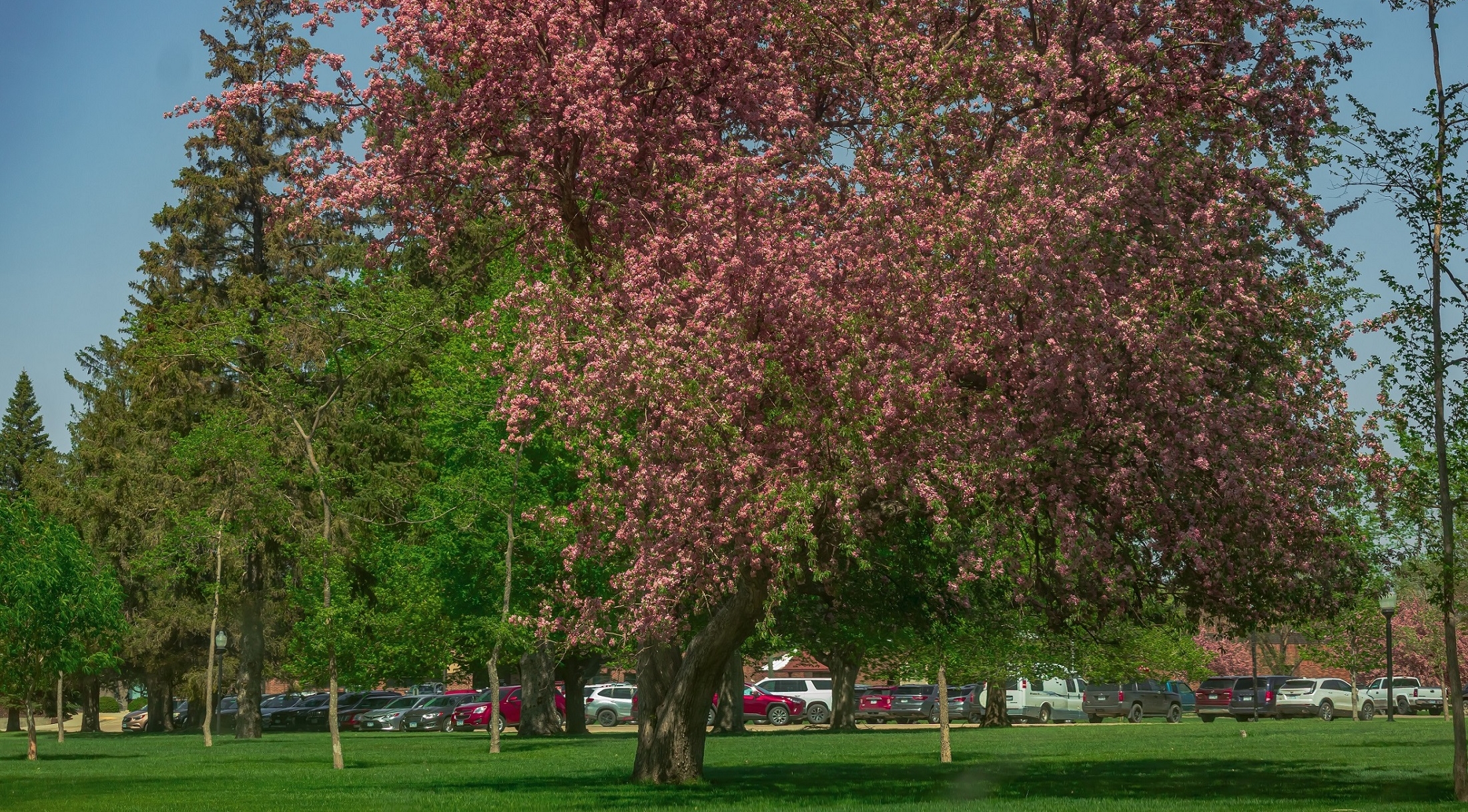 Gorgeous Crab Tree on the front lawn! The deer will be happy next fall!